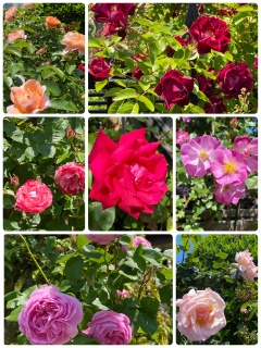 薔薇のお庭