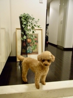 �̂̃}���V������